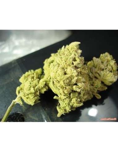 MEDICAL SEEDS - No Name - 1