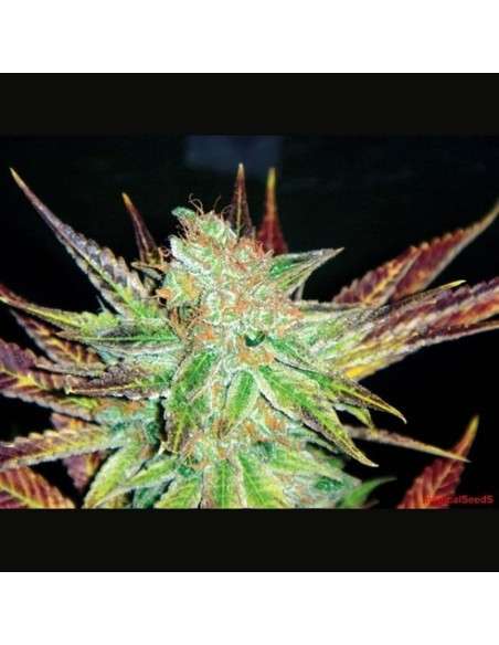 MEDICAL SEEDS - Prozack - 1
