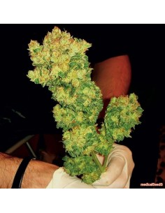MEDICAL SEEDS - Sour Diesel - 1