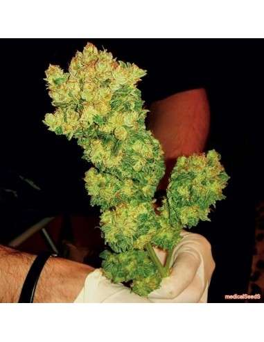 MEDICAL SEEDS - Sour Diesel - 1
