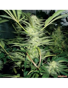 MEDICAL SEEDS - White Widow - 1
