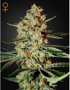 GREEN HOUSE SEEDS - Himalaya Gold - 1