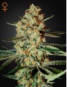 GREEN HOUSE SEEDS - Himalaya Gold - 1