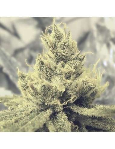 MEDICAL SEEDS - Y Griega - 1