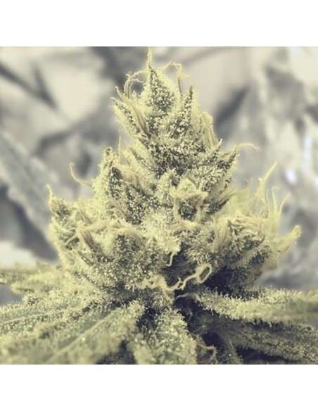 MEDICAL SEEDS - Y Griega - 1