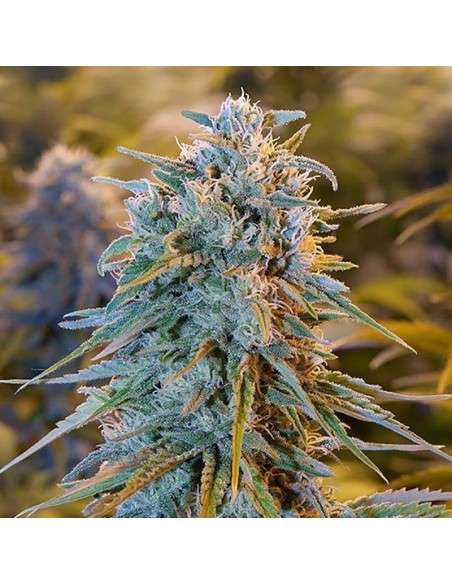 HUMBOLDT SEED - Blue Dream - 1