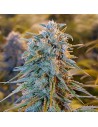 HUMBOLDT SEED - Blue Dream - 1
