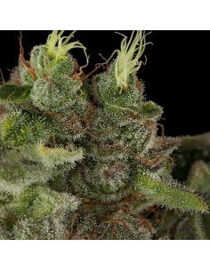 HUMBOLDT SEED - Bubba Kush - 1
