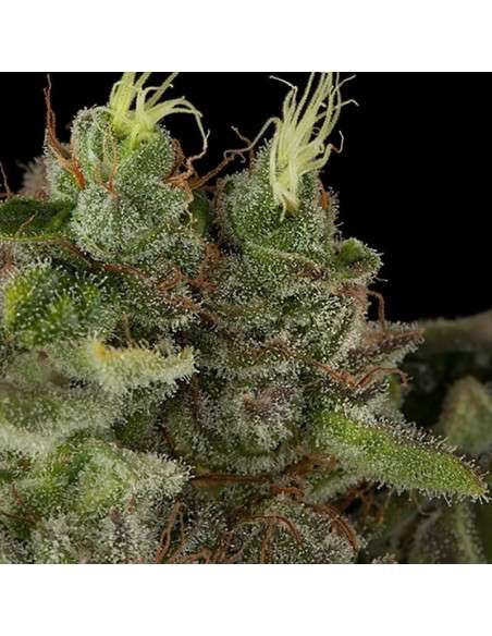 HUMBOLDT SEED - Bubba Kush - 1