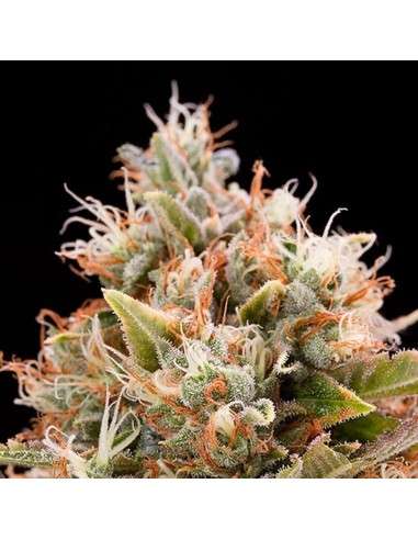 HUMBOLDT SEED - Chemdawg - 1