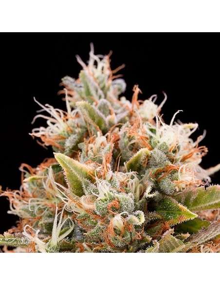 HUMBOLDT SEED - Chemdawg - 1
