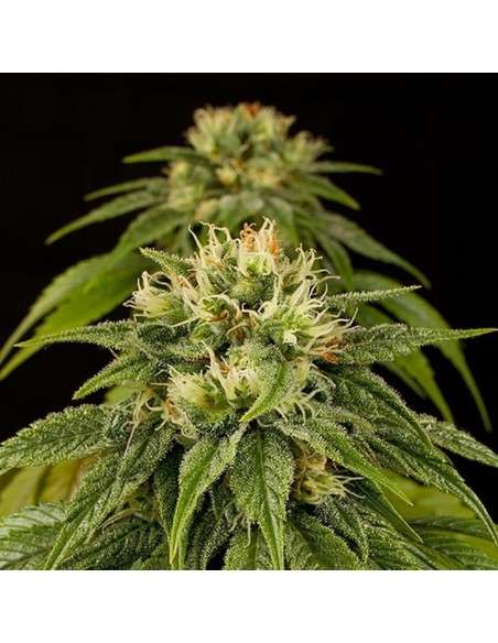 HUMBOLDT SEED - Lemon Juice Express Auto - 1