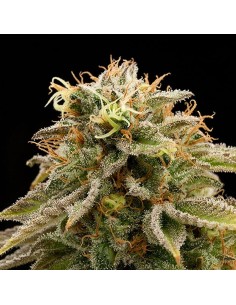 HUMBOLDT SEED - Lemon Thai Kush - 1