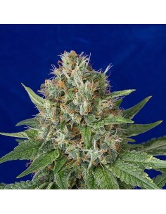 HUMBOLDT SEED - OG Kush - 1