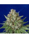 HUMBOLDT SEED - OG Kush - 1