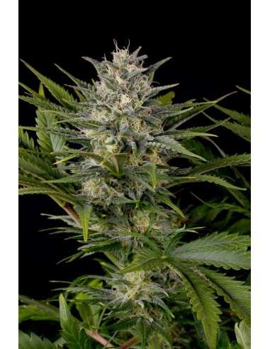 HUMBOLDT SEED - Pineapple Skunk - 1