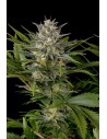HUMBOLDT SEED - Pineapple Skunk - 1