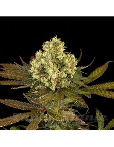 HUMBOLDT SEED - Sour Blueberry - 1