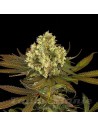 HUMBOLDT SEED - Sour Blueberry - 1