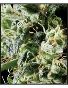 GREEN HOUSE SEEDS - Himalaya Gold - 1 2