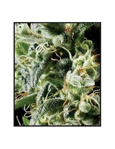 GREEN HOUSE SEEDS - Himalaya Gold - 2