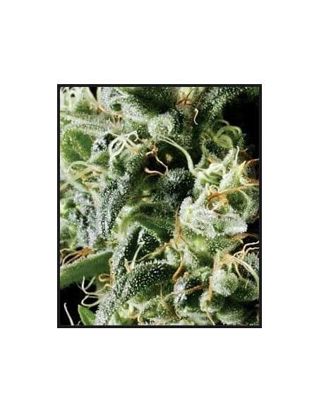 GREEN HOUSE SEEDS - Himalaya Gold - 2
