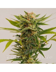 HUMBOLDT SEED - Sour Diesel 2 - 1