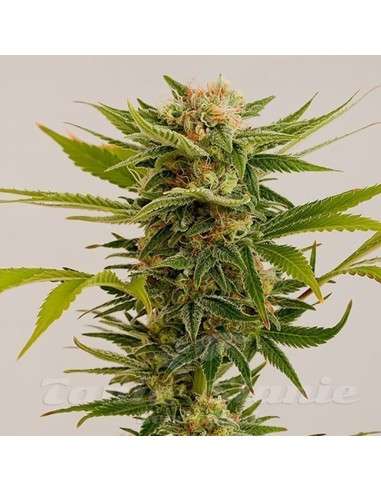 HUMBOLDT SEED - Sour Diesel 2 - 1