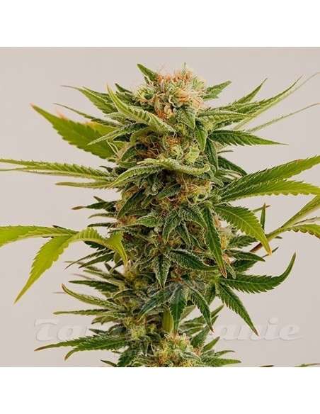 HUMBOLDT SEED - Sour Diesel 2 - 1