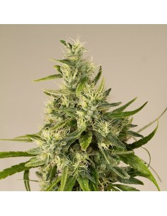 HUMBOLDT SEED - Trainwreck - 1