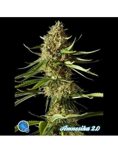 PHILOSOPHER SEEDS - Amnesika 2.0 - 1