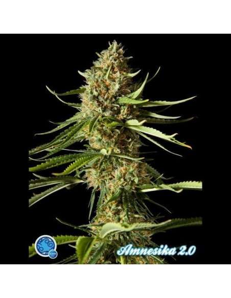 PHILOSOPHER SEEDS - Amnesika 2.0 - 1