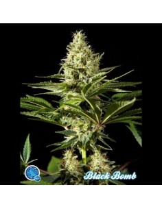 PHILOSOPHER SEEDS - Black Bomb - 1