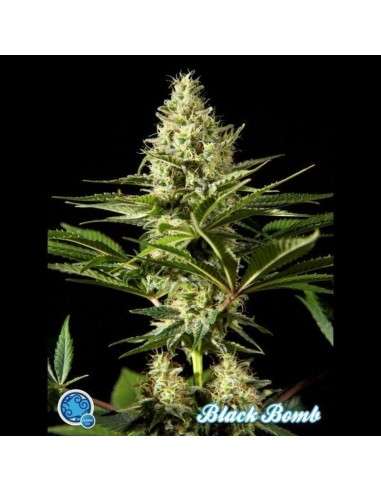 PHILOSOPHER SEEDS - Black Bomb - 1