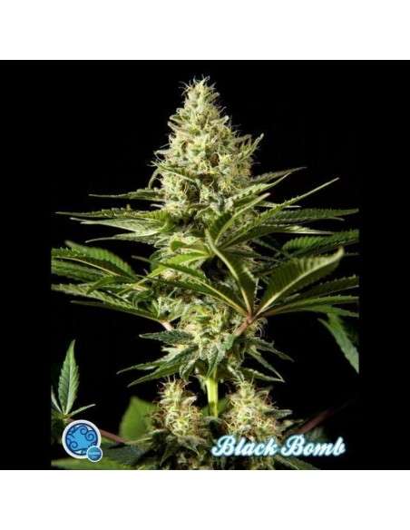 PHILOSOPHER SEEDS - Black Bomb - 1