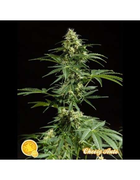 PHILOSOPHER SEEDS - Cheesy Auto - 1