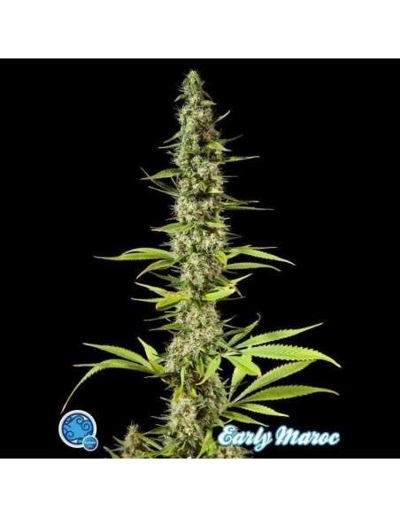 PHILOSOPHER SEEDS - Early Maroc - 1