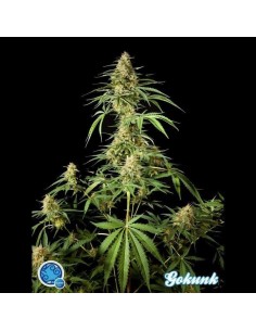 PHILOSOPHER SEEDS - Gokunk - 1