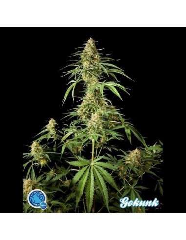 PHILOSOPHER SEEDS - Gokunk - 1