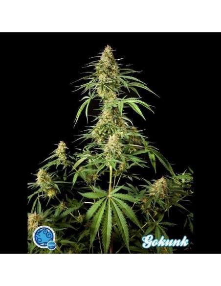 PHILOSOPHER SEEDS - Gokunk - 1