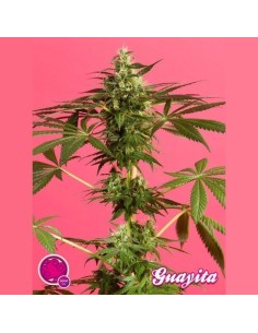 PHILOSOPHER SEEDS - Guayita - 1