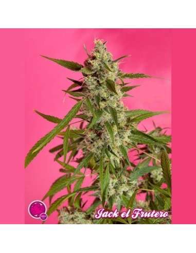 PHILOSOPHER SEEDS - Jack El Frutero - 1