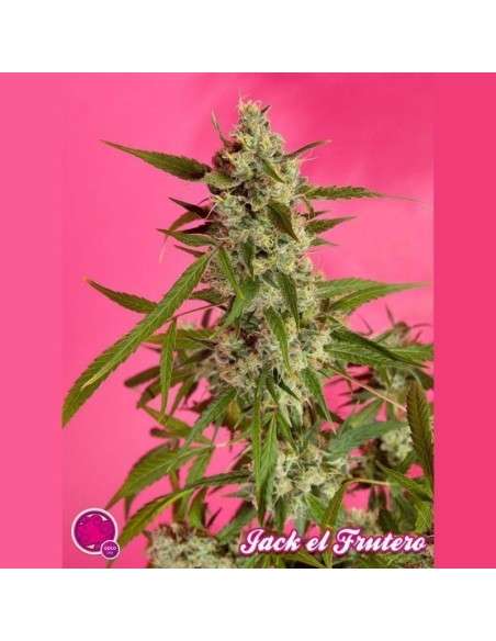 PHILOSOPHER SEEDS - Jack El Frutero - 1
