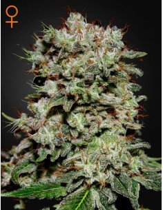 GREEN HOUSE SEEDS - Kalashnikova - 1