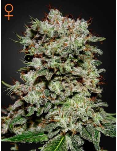GREEN HOUSE SEEDS - Kalashnikova - 1