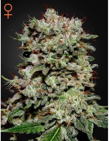 GREEN HOUSE SEEDS - Kalashnikova - 1
