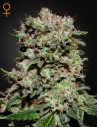 GREEN HOUSE SEEDS - Kalashnikova - 1