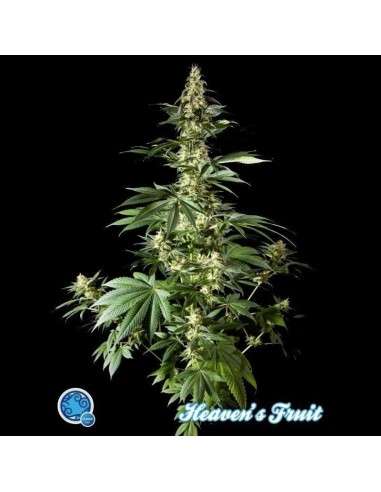 PHILOSOPHER SEEDS - Heaven's Fruit - 1