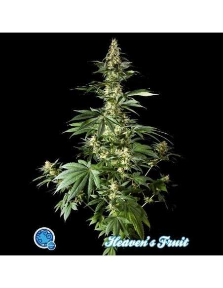 PHILOSOPHER SEEDS - Heaven's Fruit - 1