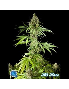 PHILOSOPHER SEEDS - K-13 Haze - 1
